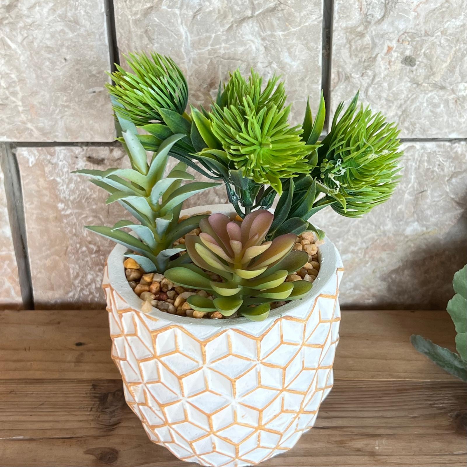 Pianta grassa in vaso nido d’ape arancio cespuglio h18 - immagine 2