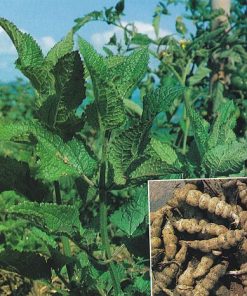 PIANTA DI CARCIOFO CINESE STACHYS SIEBOLDII SU VASO 13