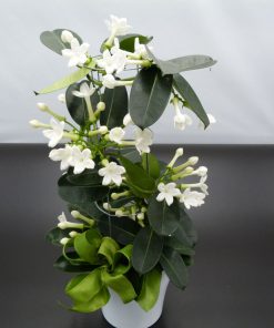 Pianta di Stephanotis su vaso in ceramica